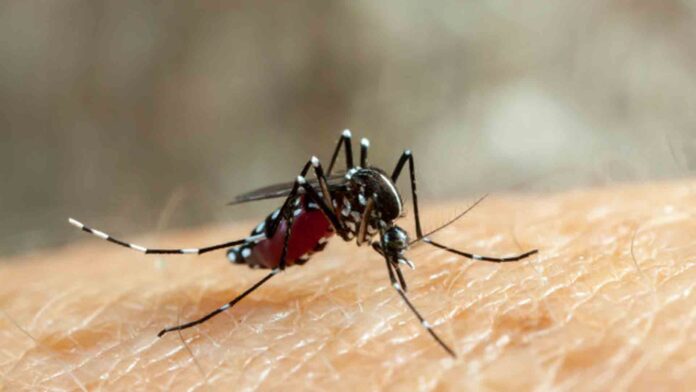 20210621-PAGEONE-Mosquito-Dengue.jpg