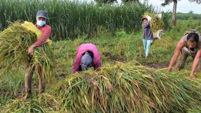 20220106-PAGEONE-Farmers.jpg