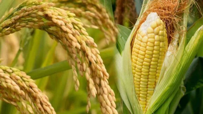 20220127-PAGEONE-Corn-Harvest.jpg