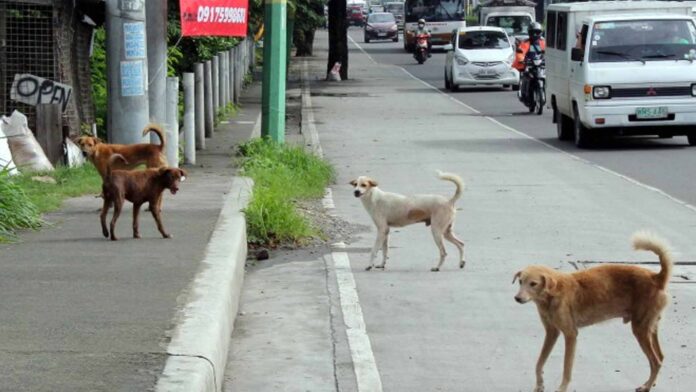 20220303-PAGEONE-dogs-animals.jpg