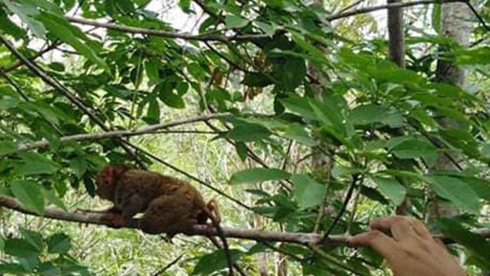 20220303-PAGEONE-tarsier.jpg