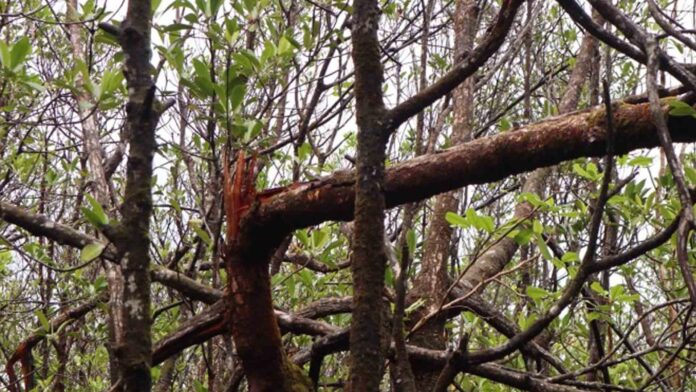 20220327-PAGEONE-Surigao-Mangroves.jpg