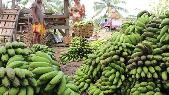 20220410-PAGEONE-Banana-Farmers.jpg