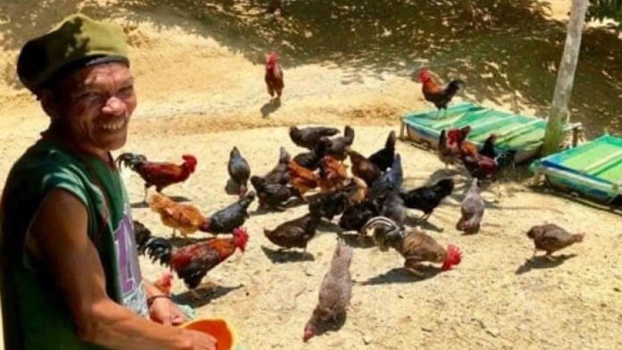 20220518-PAGEONE-Native-Chickens.jpg